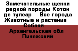 Замечательные щенки редкой породы Котон де тулеар  - Все города Животные и растения » Собаки   . Архангельская обл.,Пинежский 